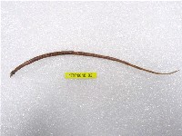 藏品(鋸吻海龍)的圖片